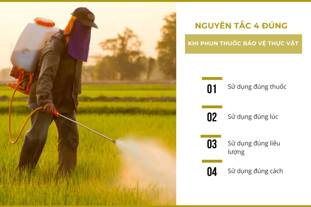 Nguyên tắc sử dụng thuốc bảo vệ thực vật an toàn